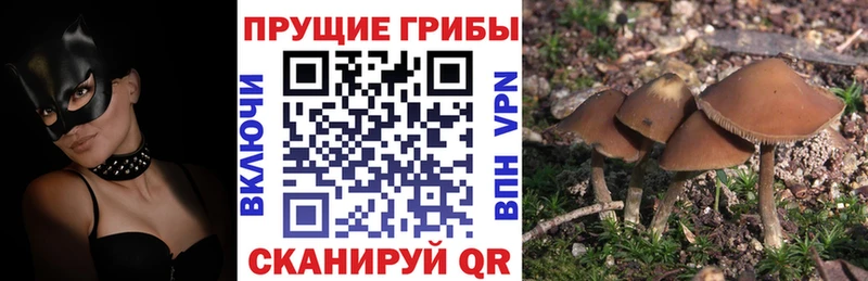 это официальный сайт  Тосно  Псилоцибиновые грибы Psilocybine cubensis 